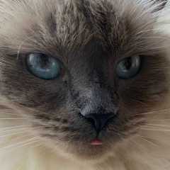 Анастасия Алпатова, 12.11, Москва