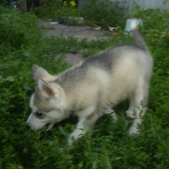 Иван Новиков, 06.10.1987, Борисоглебск