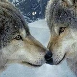 Диана Балюк, 28.05.1984, Умань