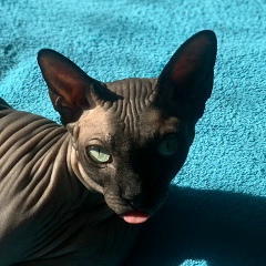 Денис Висков, 02.12, Los Angeles