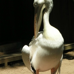 Сергей Зырянов, Москва