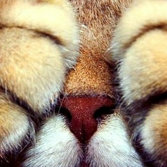 Михаил Сютин, Санкт-Петербург