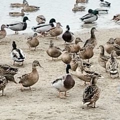 Астронавт Мечты, Санкт-Петербург