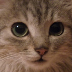 Игорь Владимирович, Санкт-Петербург