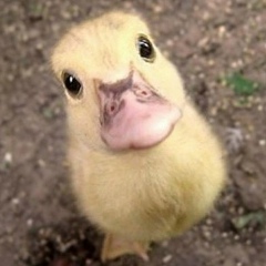 Михаил Уткин, 17.02, Днепр (Днепропетровск)