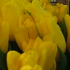 Алеся Болбочану, Санкт-Петербург