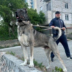 Михаил Лазуро, 18.05.1920, Ялта