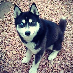 Асель Идрисова, Астана