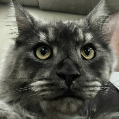 Андрей Ворон