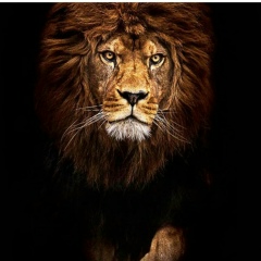 Газым Казим, Washington, D.C.