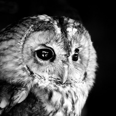 Дашенька Олейник, 15.01, Киев