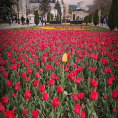 Tulip Petal, 08.08, Кисловодск
