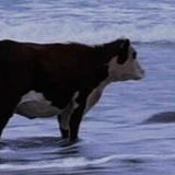 Minesota Lantana, 21.04, Tokyo