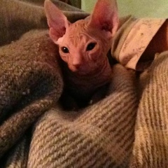 Таня Россомаха, 23.01, Киев