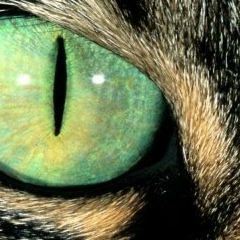 Мишаня Фирсанов, 07.06.1989, Санкт-Петербург