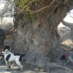 Озат Игимбаев, Семей
