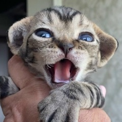 Питомник Винтаж Девон Рекс, Москва