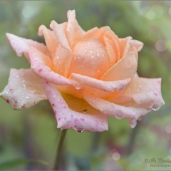 Светлана Белова