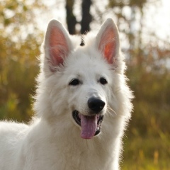 Rough Boy, 26.03.1986, Подольск