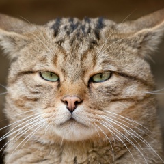 Безон Безонович, 05.04, Москва