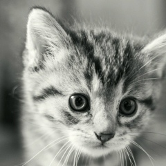 Максимка Нету, Таллин