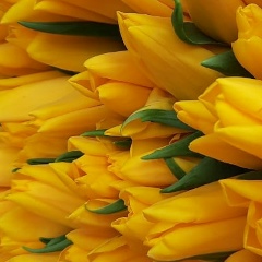 Marianna Kankulova, 08.04.1998, Ростов-на-Дону