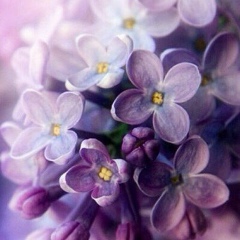 Диана Закирова, Казань