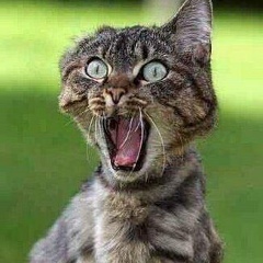 Максим Котов, 04.12.1988, Москва