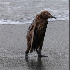 Роман Гайденко, 10.06.1983, Краснодар