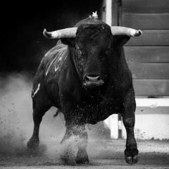 Тимур Оруджов, 10.11, Москва