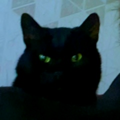 Aleksandr Ivanov, Kotka