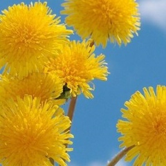 Екатерина Дионисяди, 28.01.1984, Алматы