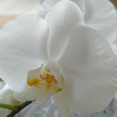 Ольга Опрышко, 24.01, Челябинск