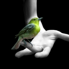 Андрей Владимирович, Санкт-Петербург