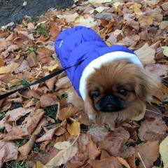 Вика Чибисова, 05.09, Харьков