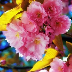 Horagai Kuzhuget, 18.11, Кызыл