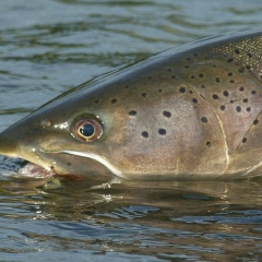 Павел Веков, Москва