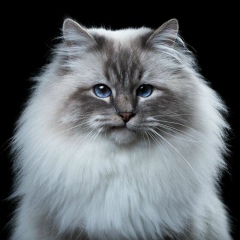 Чингиз Абжанов, 11.05