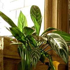 Сергій Шамара, 15.01.1981, Черкассы