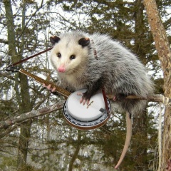 Дмитрий Карасев, Aleg