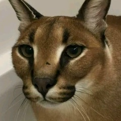 Желдор Балашихович, 10.03, Reykjavík