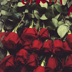 Алиса Романова, Владимир