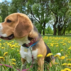 Петр Назаров, Санкт-Петербург