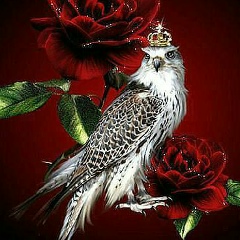 Гулназ Токтогул, 12.12, Москва