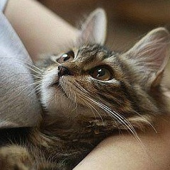 Евгений Лыков, 11.12.1982, Berlin