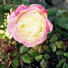 Елена Руда, 23.04.1981, Одесса