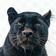 Ролазарга Черникова, 11.03, Красноярск