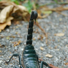 Александр Александр, 14.11.1985, Курск