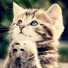 Максим Камышев, Киев