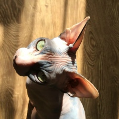 Ilia M